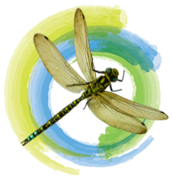 Dragonfly over a green and blue painted circle